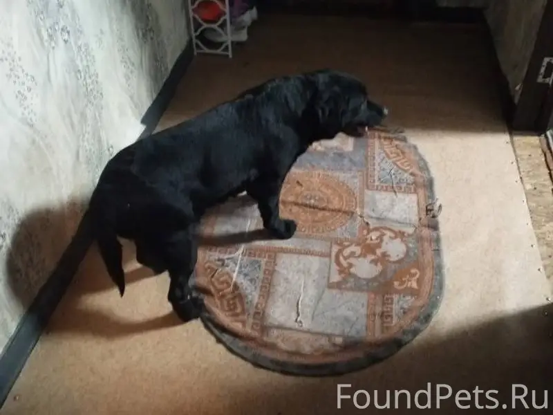 Вот такая красавица была найде...