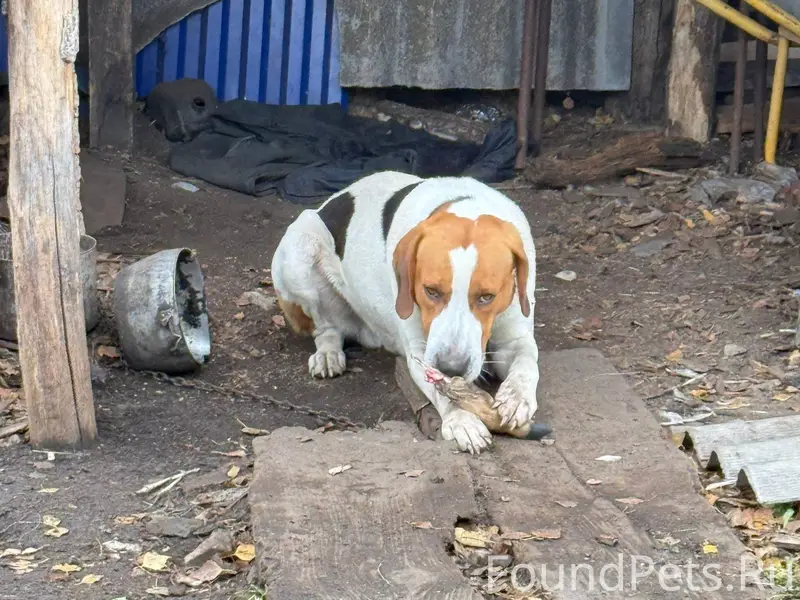 ❗️пропала охотничья собака , о...