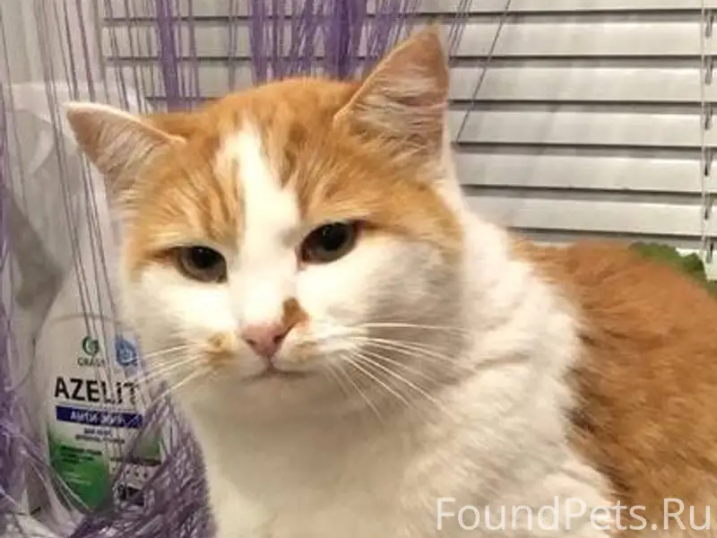 Пропал кот в районе улицы Нефт...