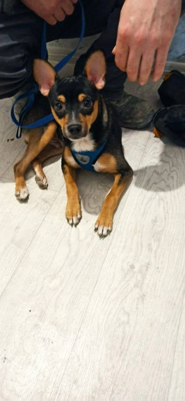 Пес потерялся .Собака ищет хоз...