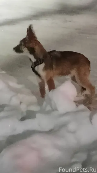 Кто потерял? Щенок со шлейкой ...