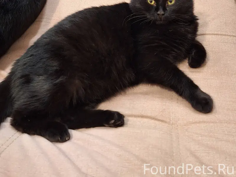 ❗Найден чёрный кот . В районе ...
