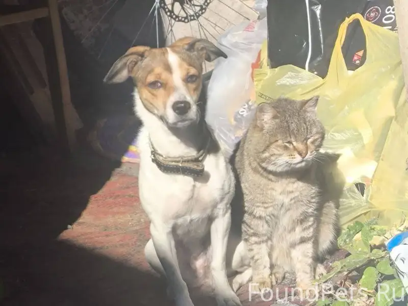 Пропала собака 6 декабря в рай...