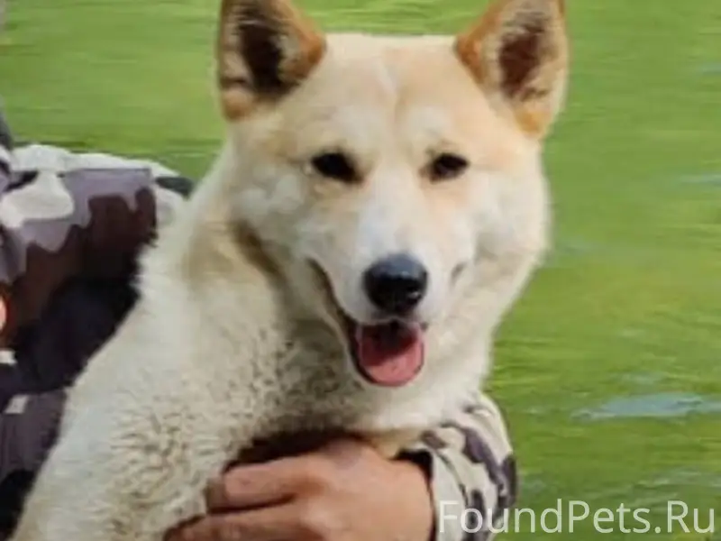 ‼️Потерялась собака‼️ Лайка, к...