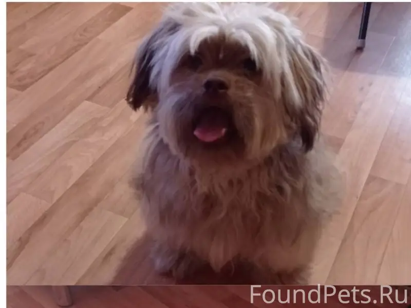 Убежала собака. Кабель. Если к...