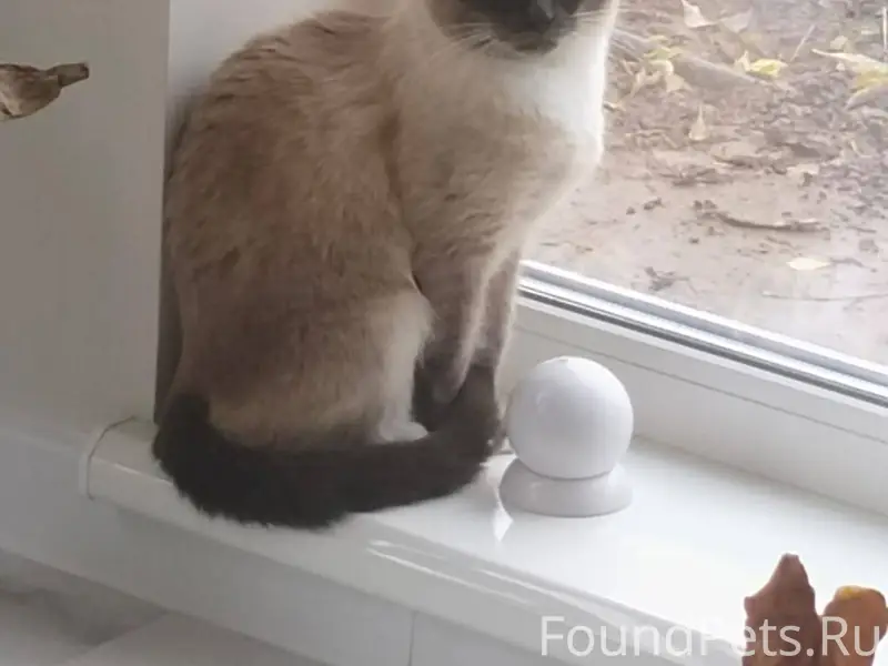 Пропала кошка 8.12.2025 террит...