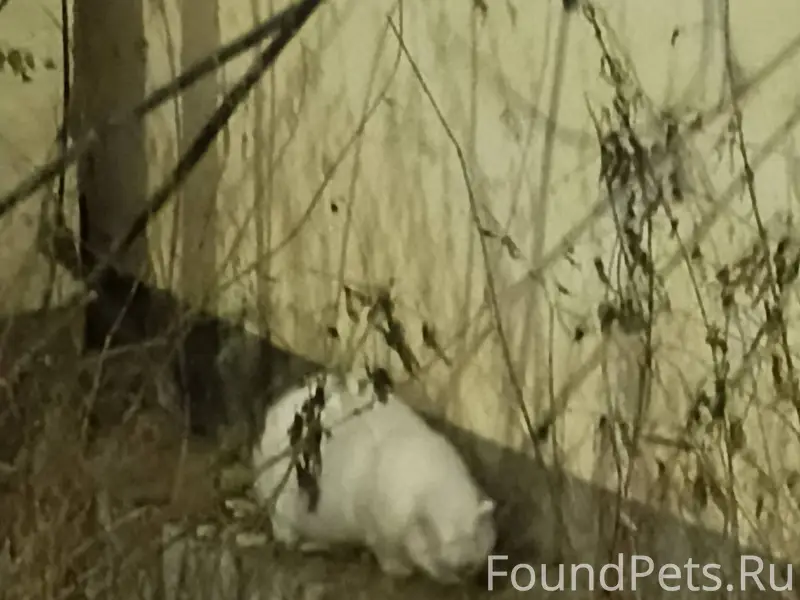 Найдена кошка на улице Клюева....