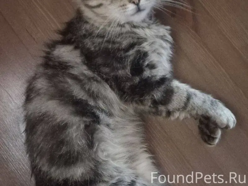 Пропал кот.Ушел в субботу,до.....