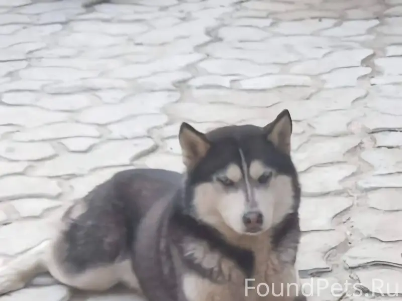 Добрый день. В Нахичевани сбеж...