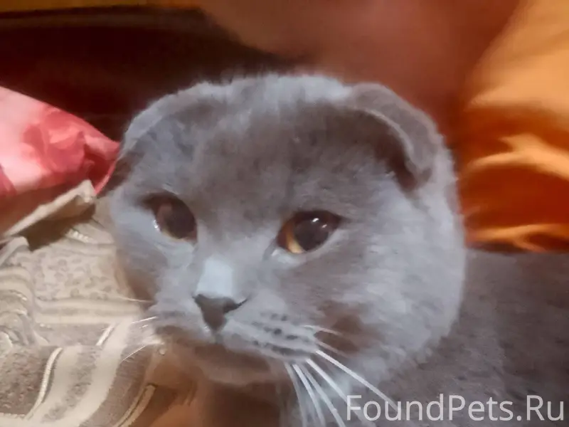 Пропал кот!!!!!!!! Шотландский...