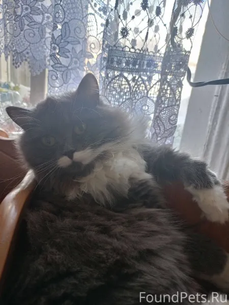 Пропала кошка. Три дня назад с...