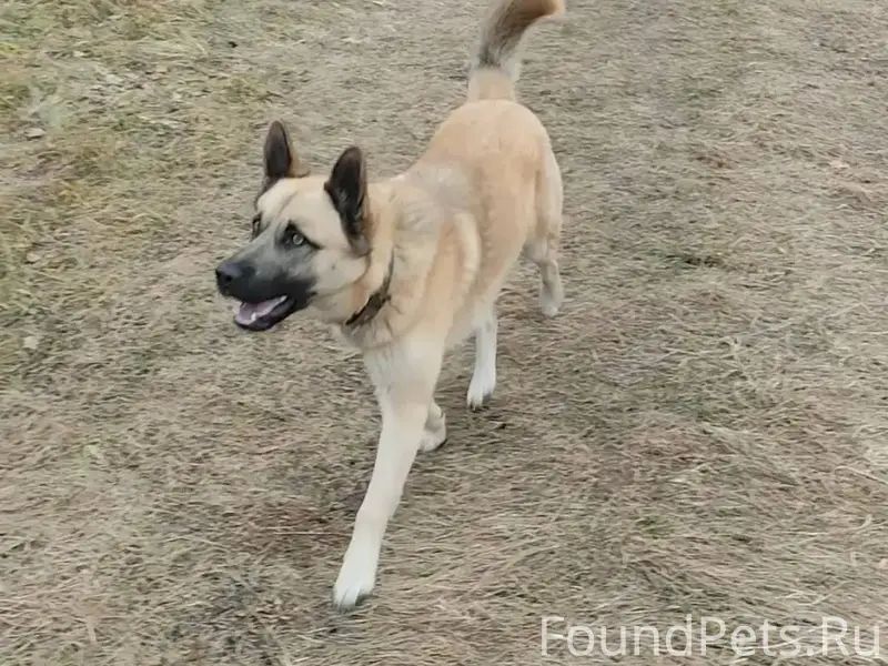 #Бгдпомоги #Богданович Потерял...