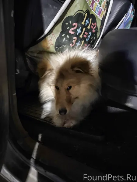 Найдена собака на дороге не да...