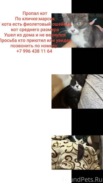Пропал кот, по кличке марсик. ...