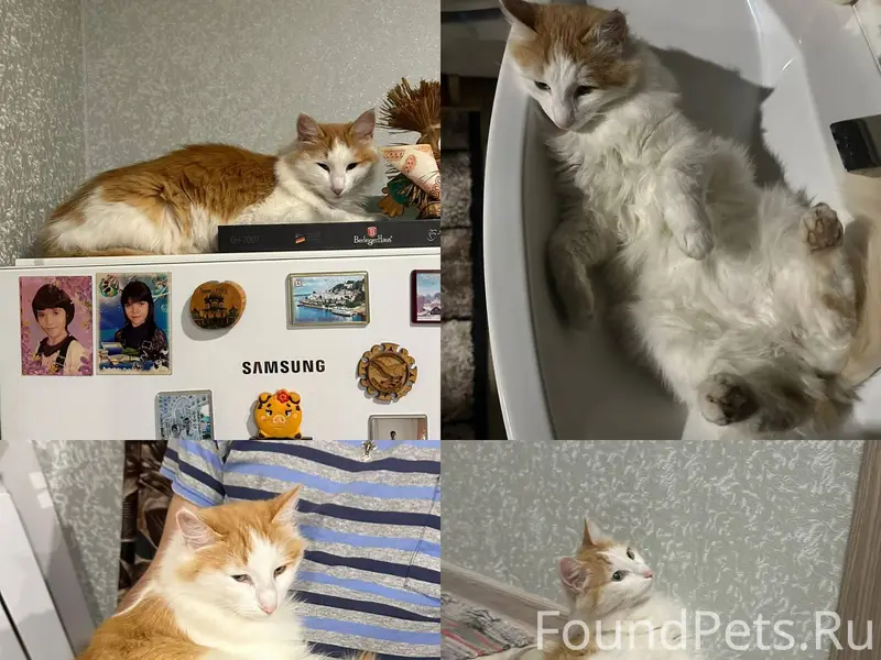 🆘🆘🆘 Пропал кот!! Муром, в райо...