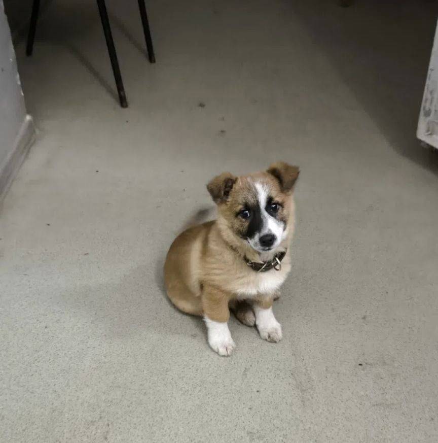 Потерялся щенок, последний раз...