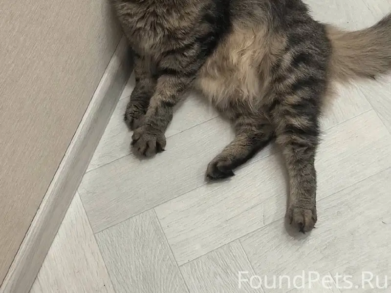 Пропал кот, район Меланжевого....