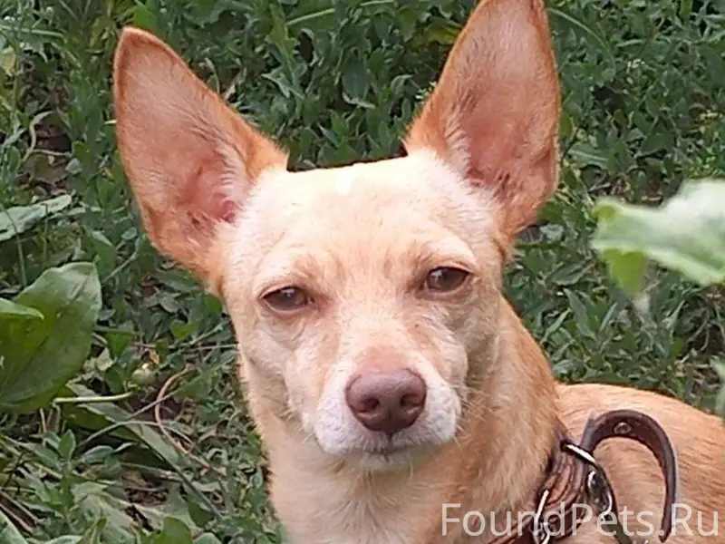 ‼️‼️‼️ПРОПАЛА СОБАКА!!! Кличка...