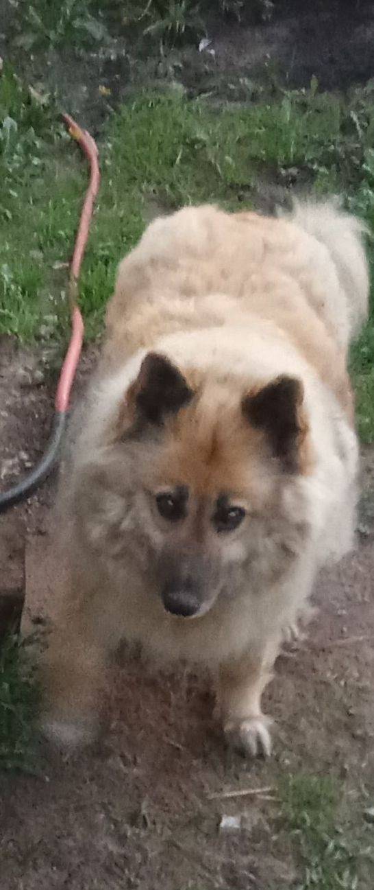 Пропала собака, откликается на...