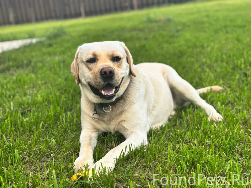 Добрый день, пропала собака. Е...