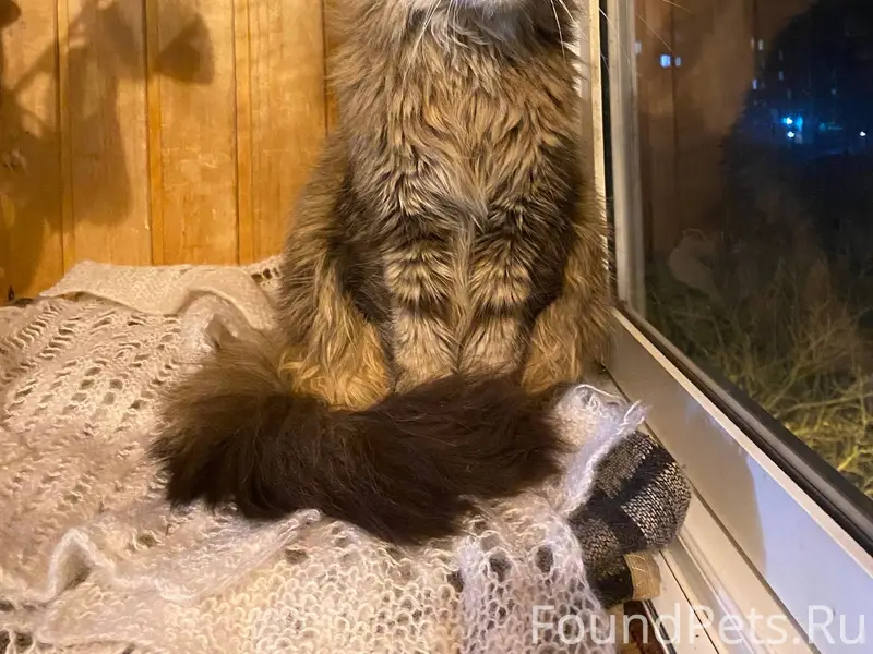 Г.Новомосковск Найдена кошка п...