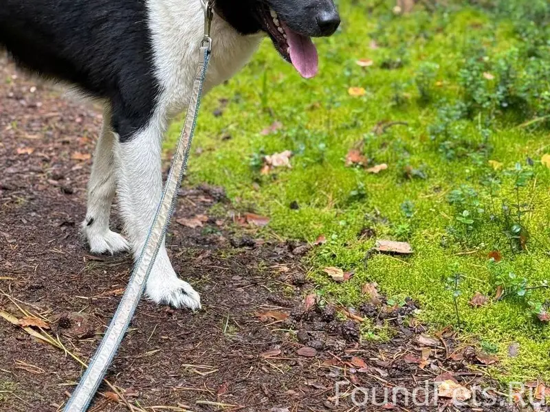 Потерялся пес по кличке Лайк, ...