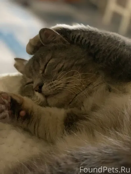 Пропал кот в районе Вет. Лечеб...