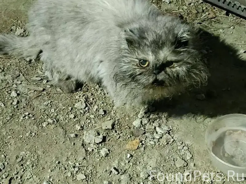 Дедовск, найдена кошечка, пойм...