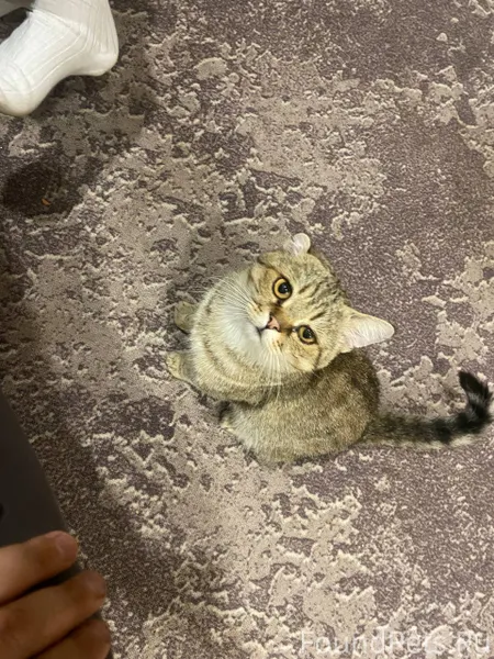 Пропал кот , черный ошейник На...