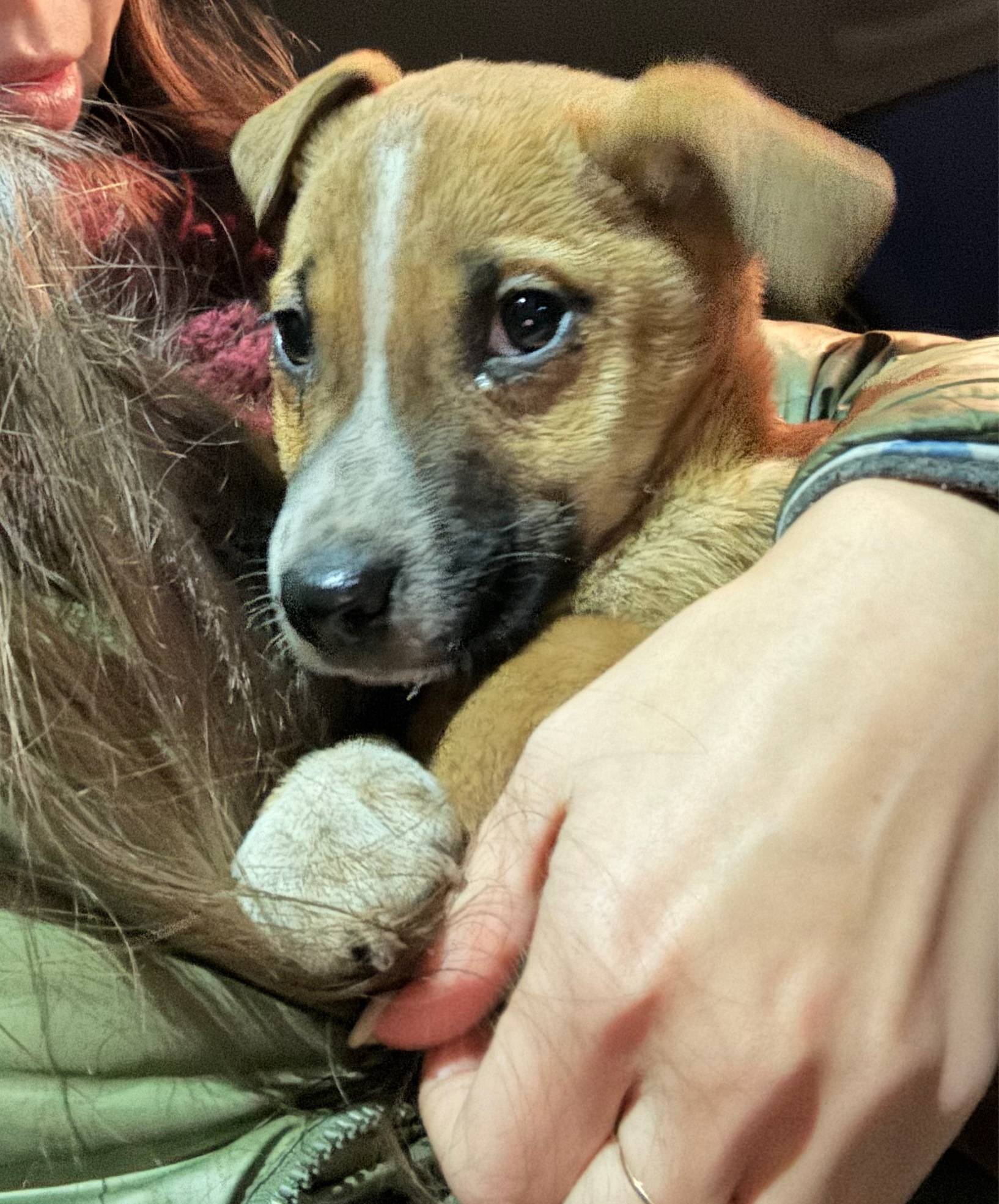 Пропал щенок❗️❗️❗️ д. Пушкари....