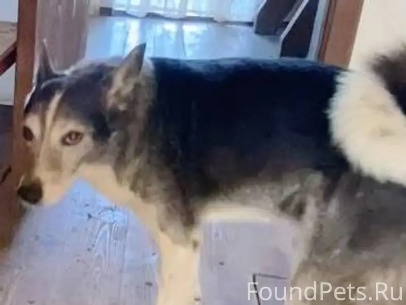 Т. 8 925 4151794. 24 августа.....