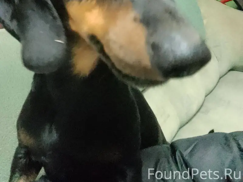 Найдена такса кобель примерно ...