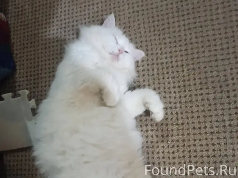 Пропал кот кв-л Текстильщики, ...