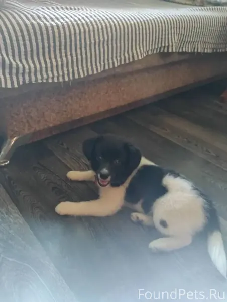 Потерялась собака по кличке Му...