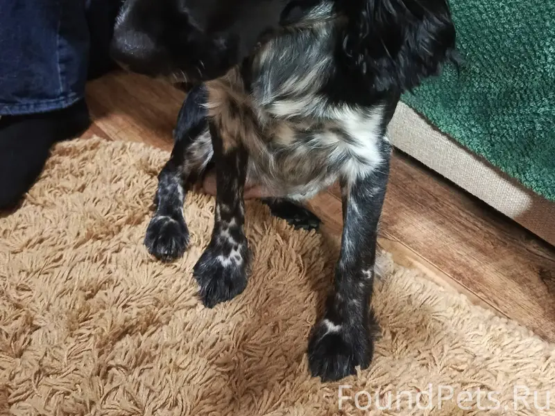 Добрый день. Вчера вечером сын...