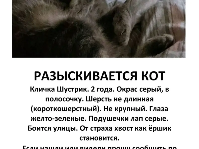 #пропало Помогите вернуть домо...