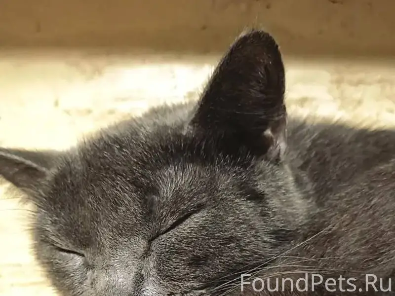 Пропала кошка зовут Соня кто е...