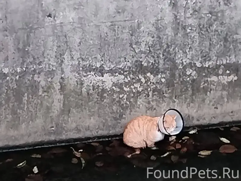 Найден кот, застрял в канаве в...