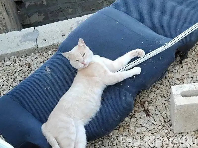 Пропал кот ро кличке рыжик В.....