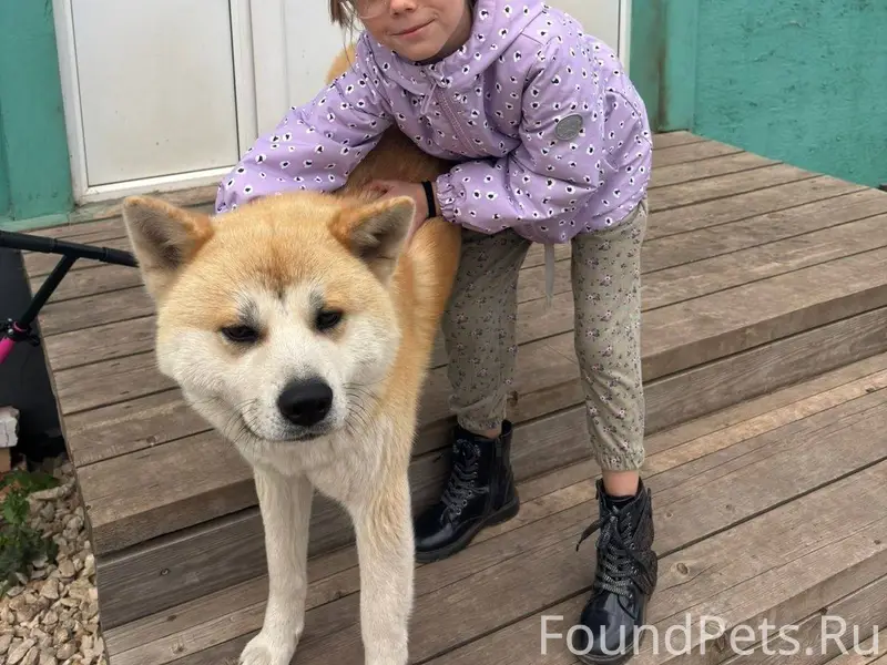 Убежала собака! Помогите найти...