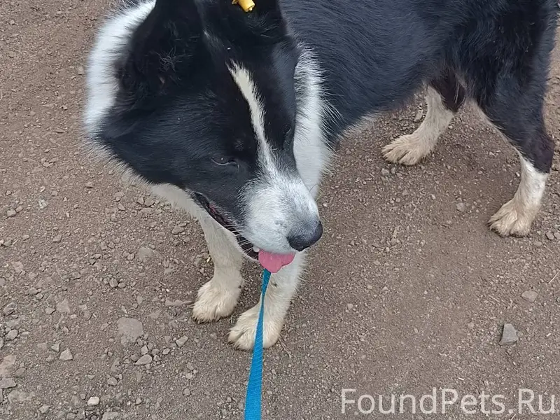 Убежал пёс по кличке Бим. Живё...