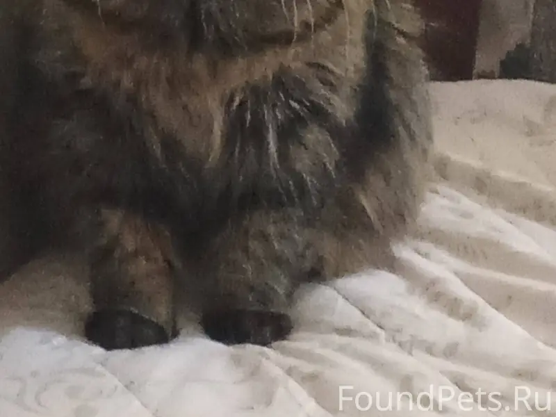 Пропал кот .зовут Рикки.помоги...