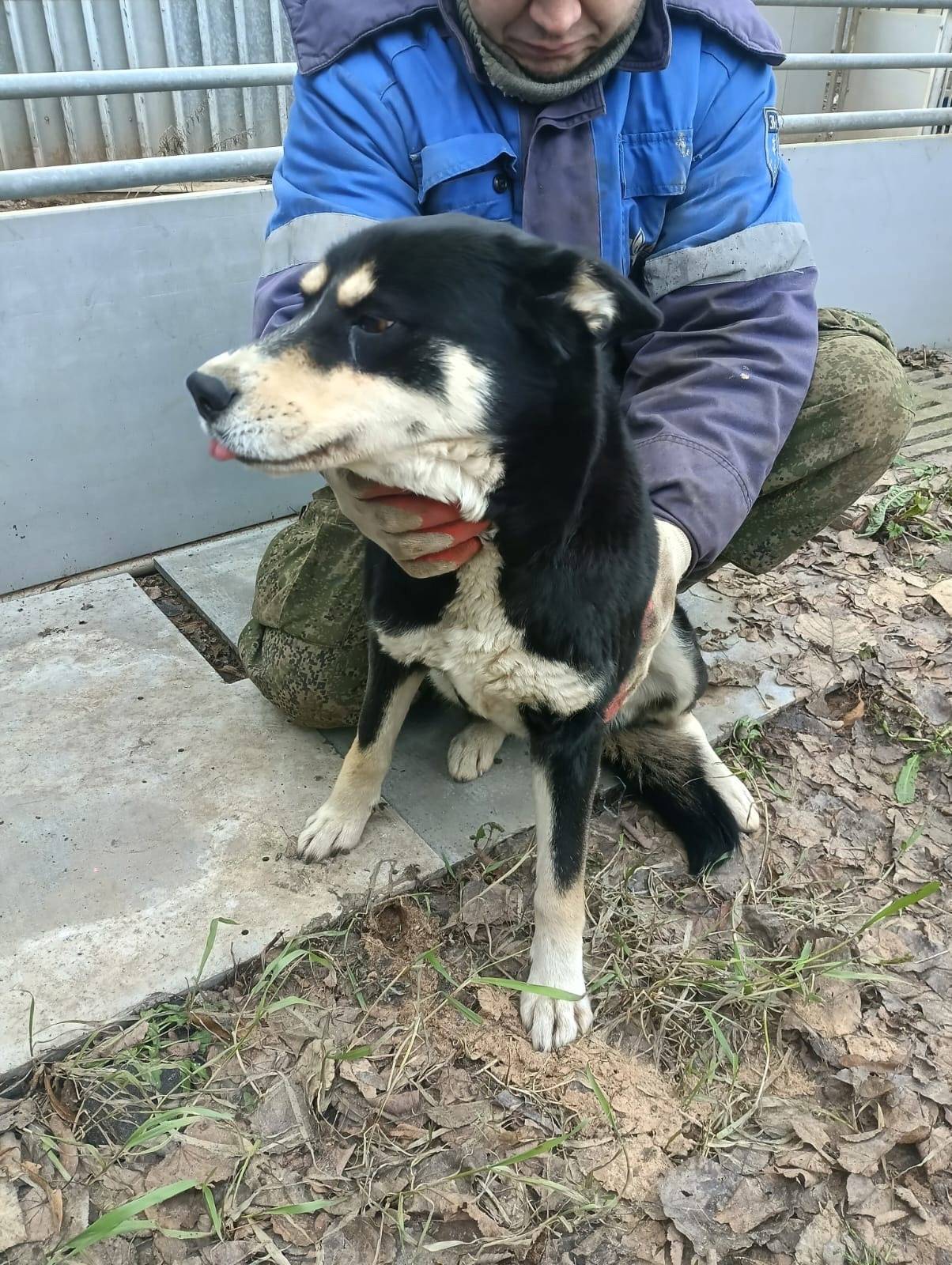 Найдена собака - девочка, пос ...