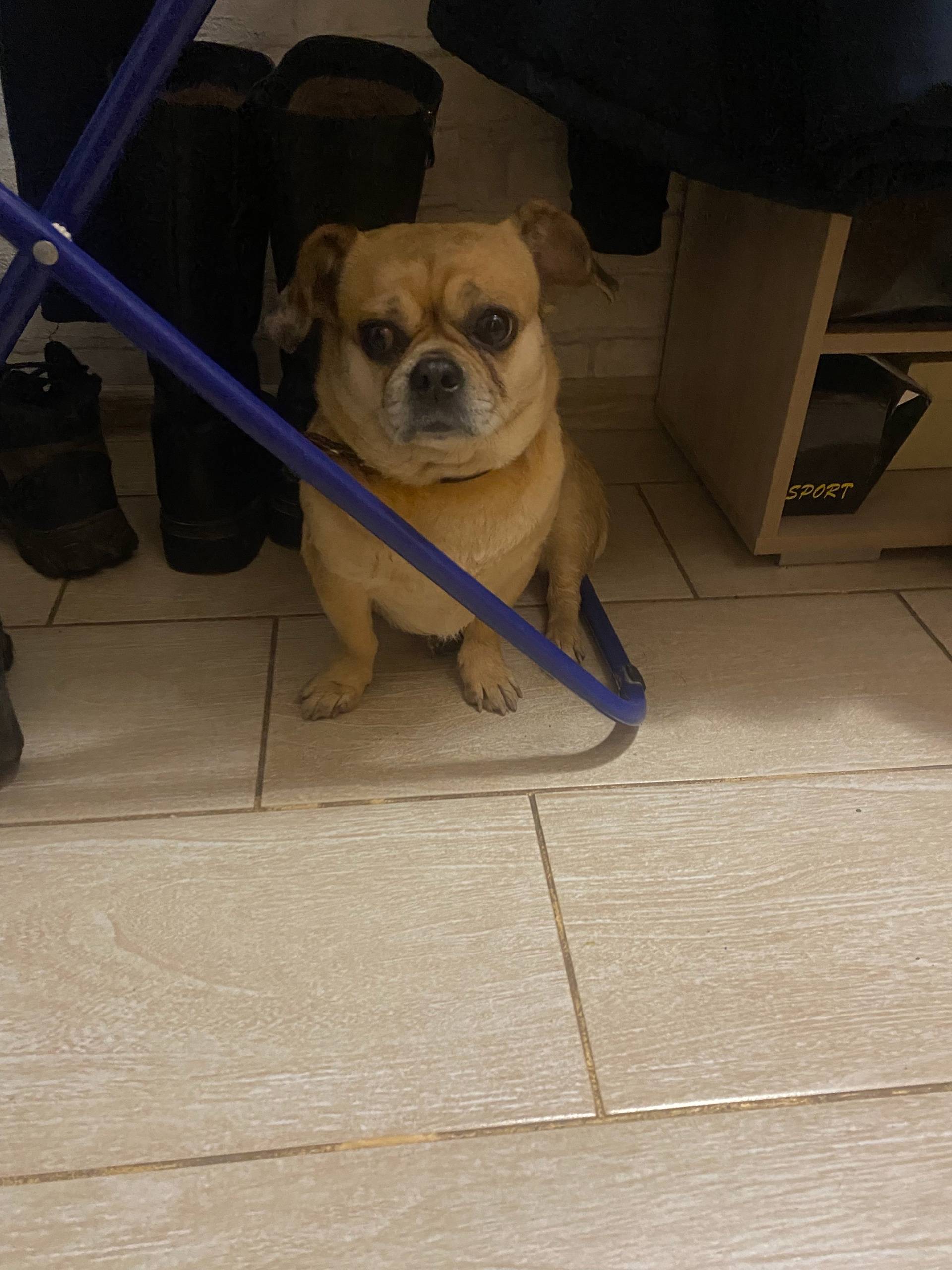 Найдена собака у технологическ...