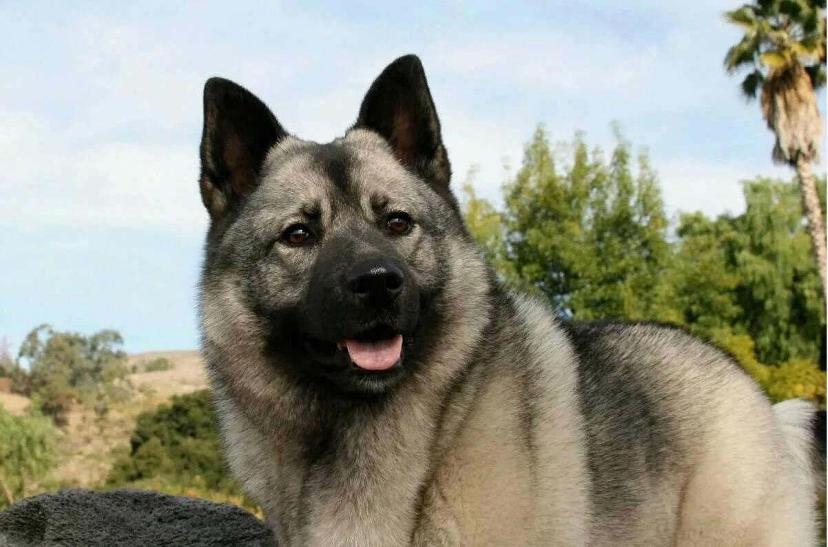 ‼️‼️‼️ПРОПАЛА СОБАКА‼️‼️‼️ 10....