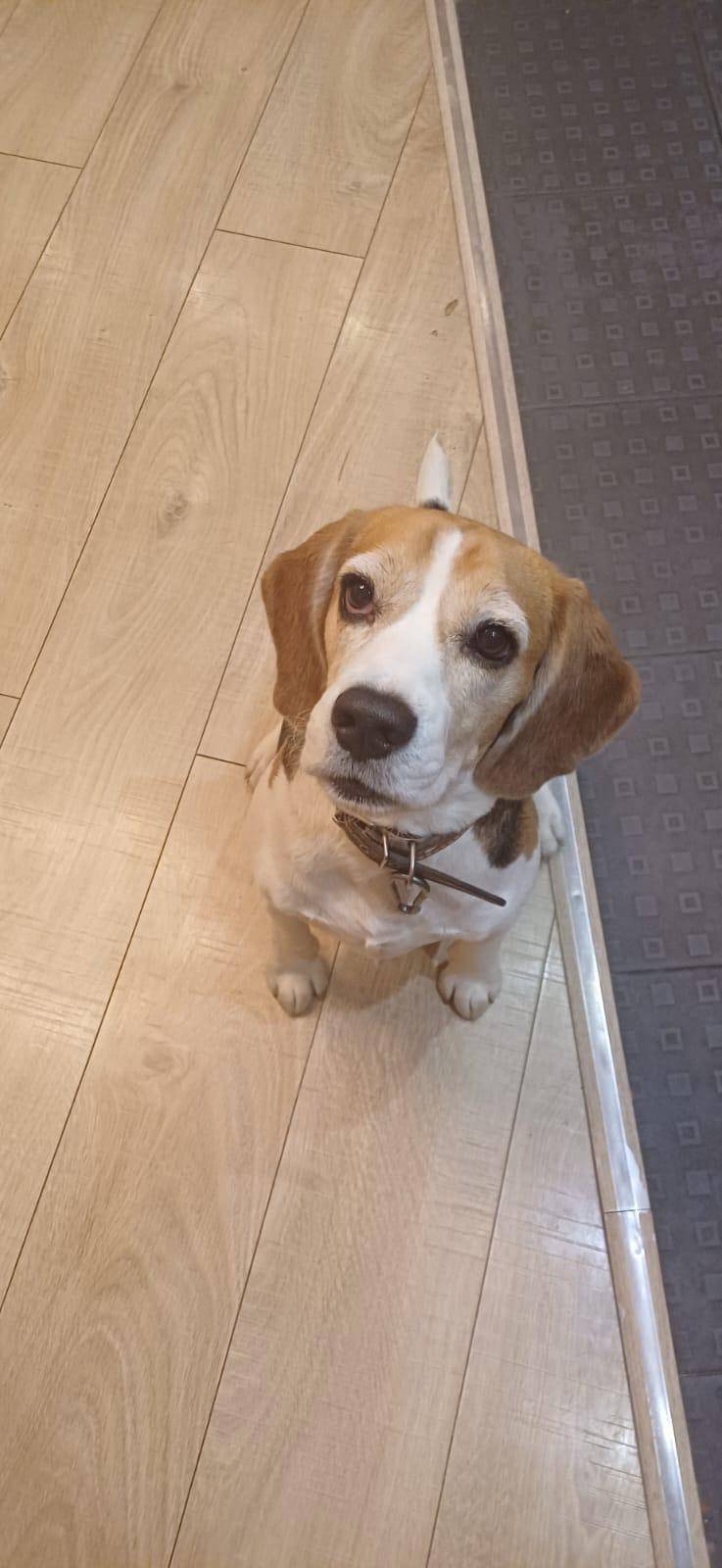 Найдет бигль ,хозяин найдись !...