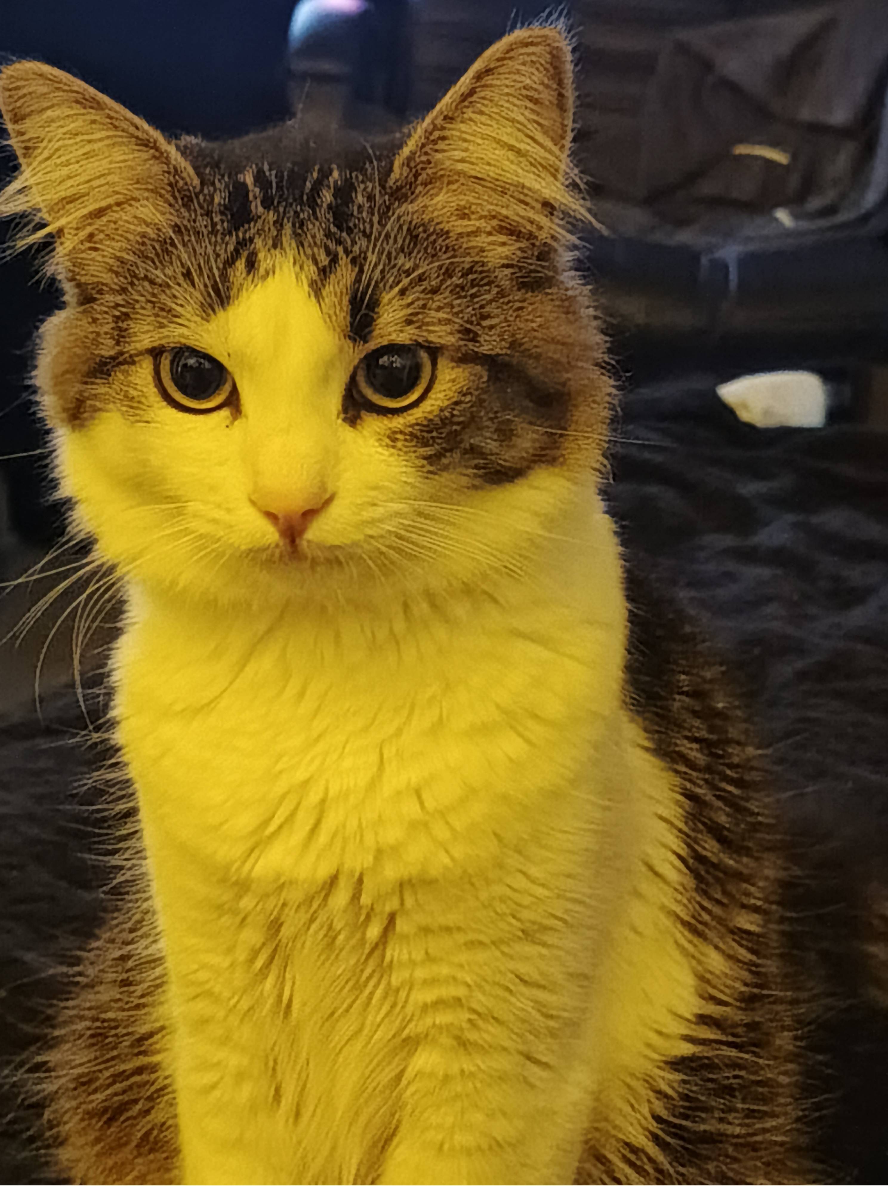 Пропал кот, в Симферополе по улице Спера, 10.03