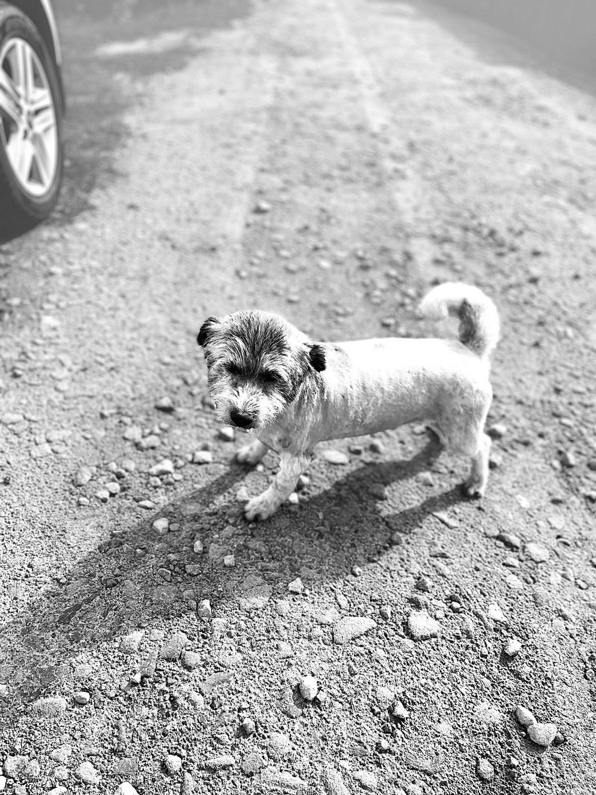 Пропала собака кабель откликае...