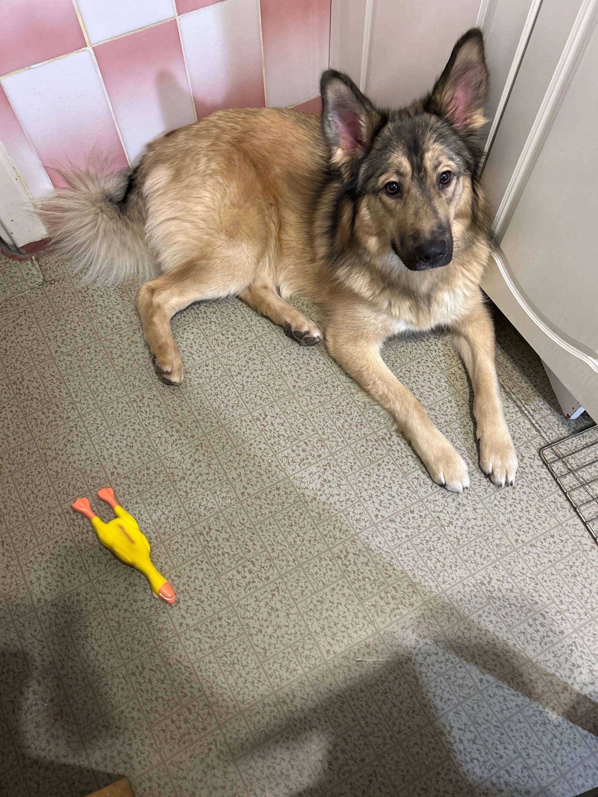 Кола. Потерялась собака [id660...