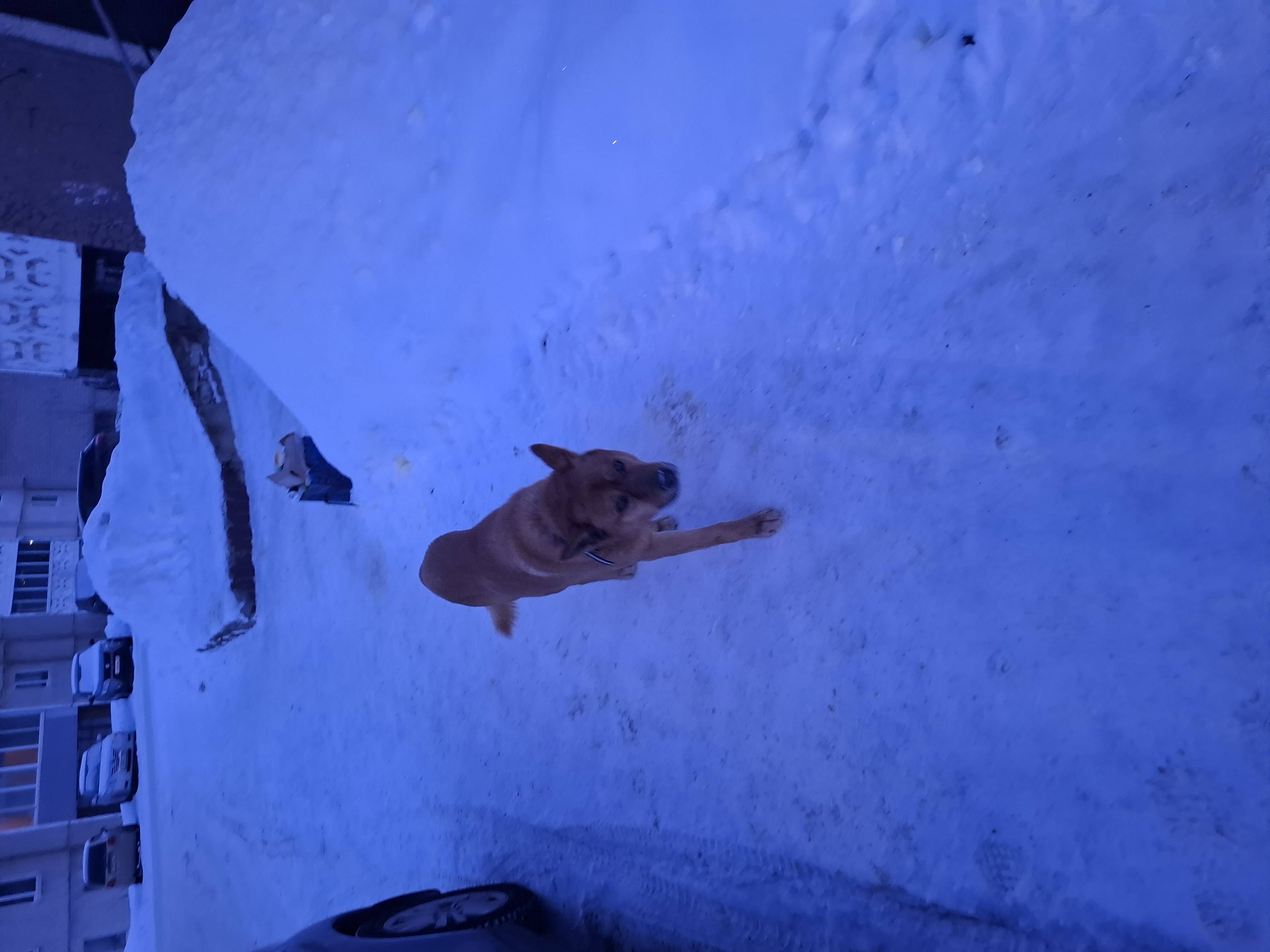 Ищем хозяев старых или новых.